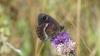 Satyrus ferula